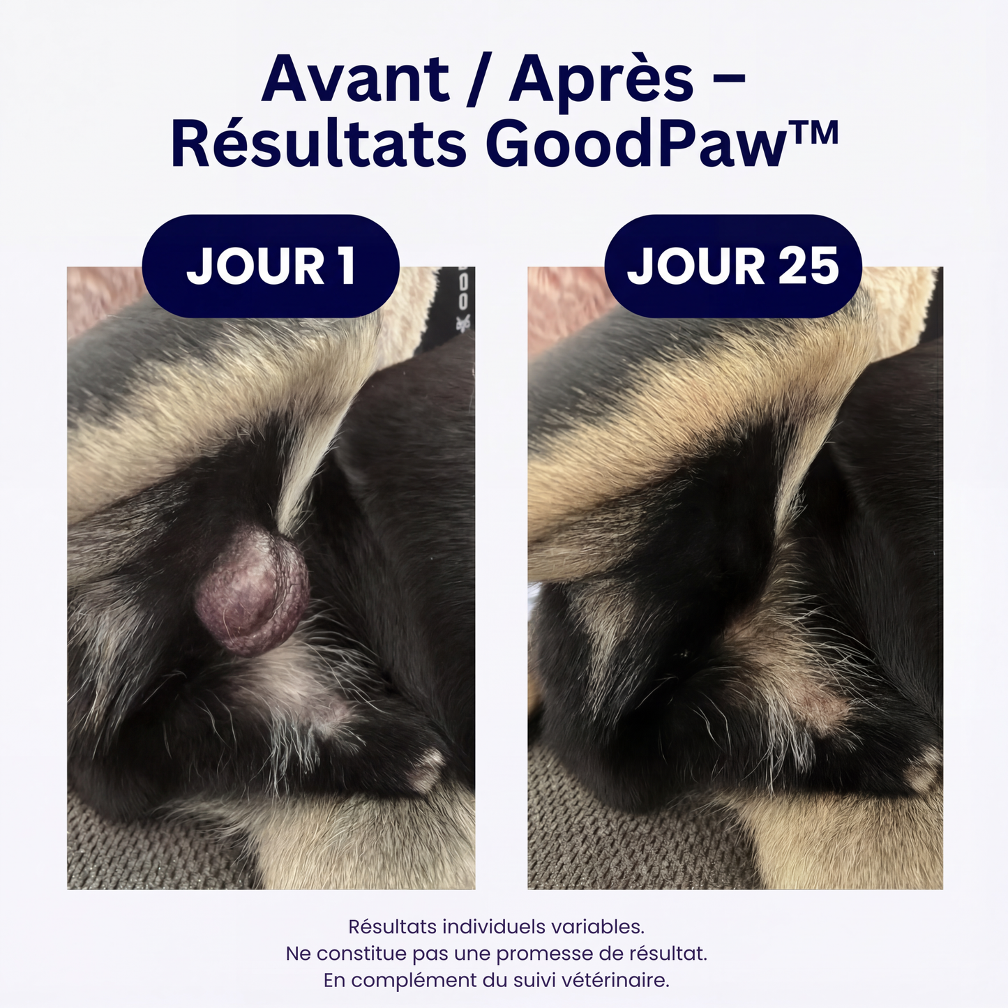 GoodPaw™ – Le complément quotidien pour la santé de votre chien