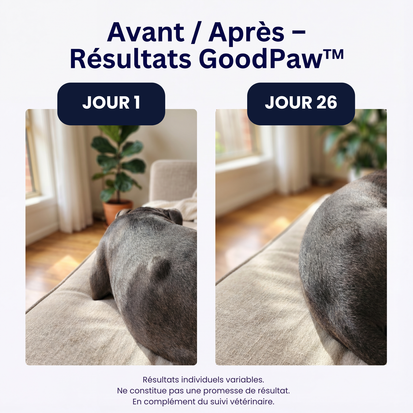 GoodPaw™ – Le complément quotidien pour la santé de votre chien