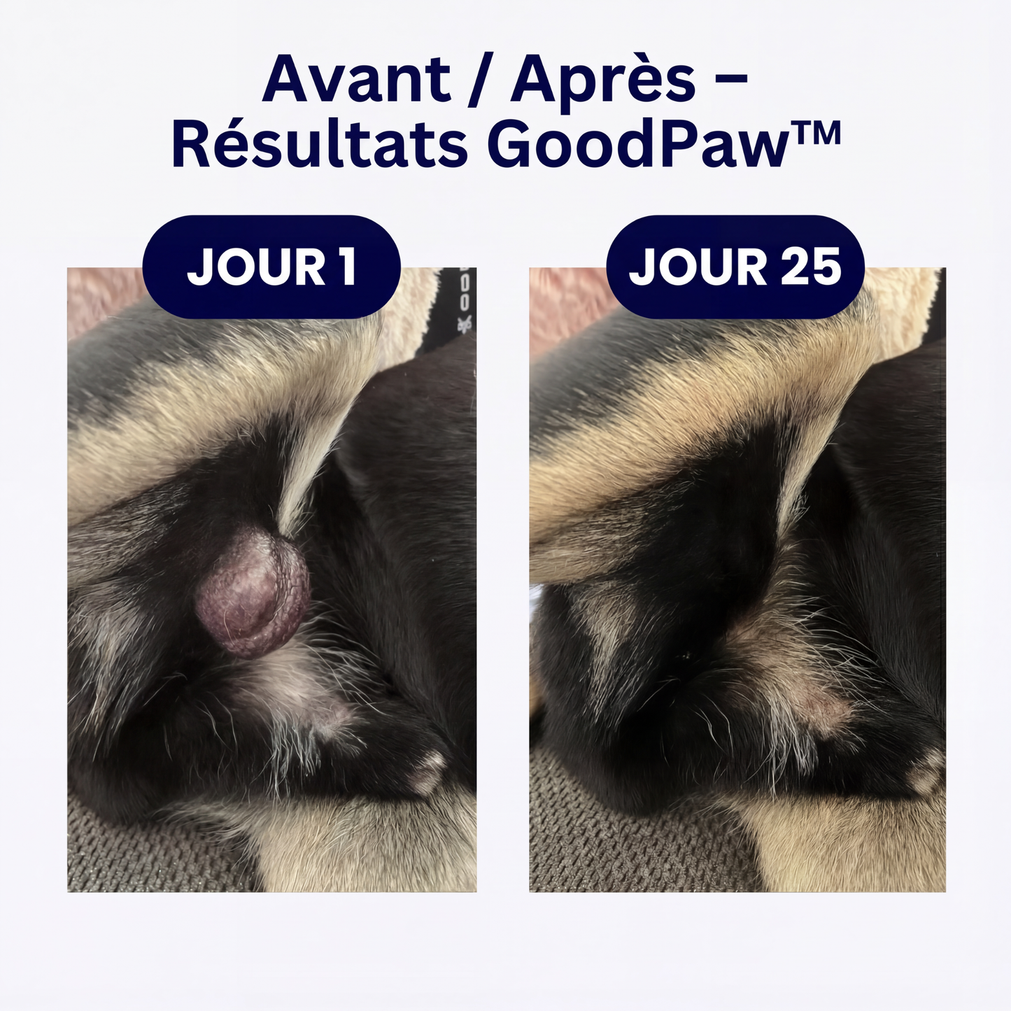 GoodPaw™ – Le complément quotidien pour la santé de votre chien