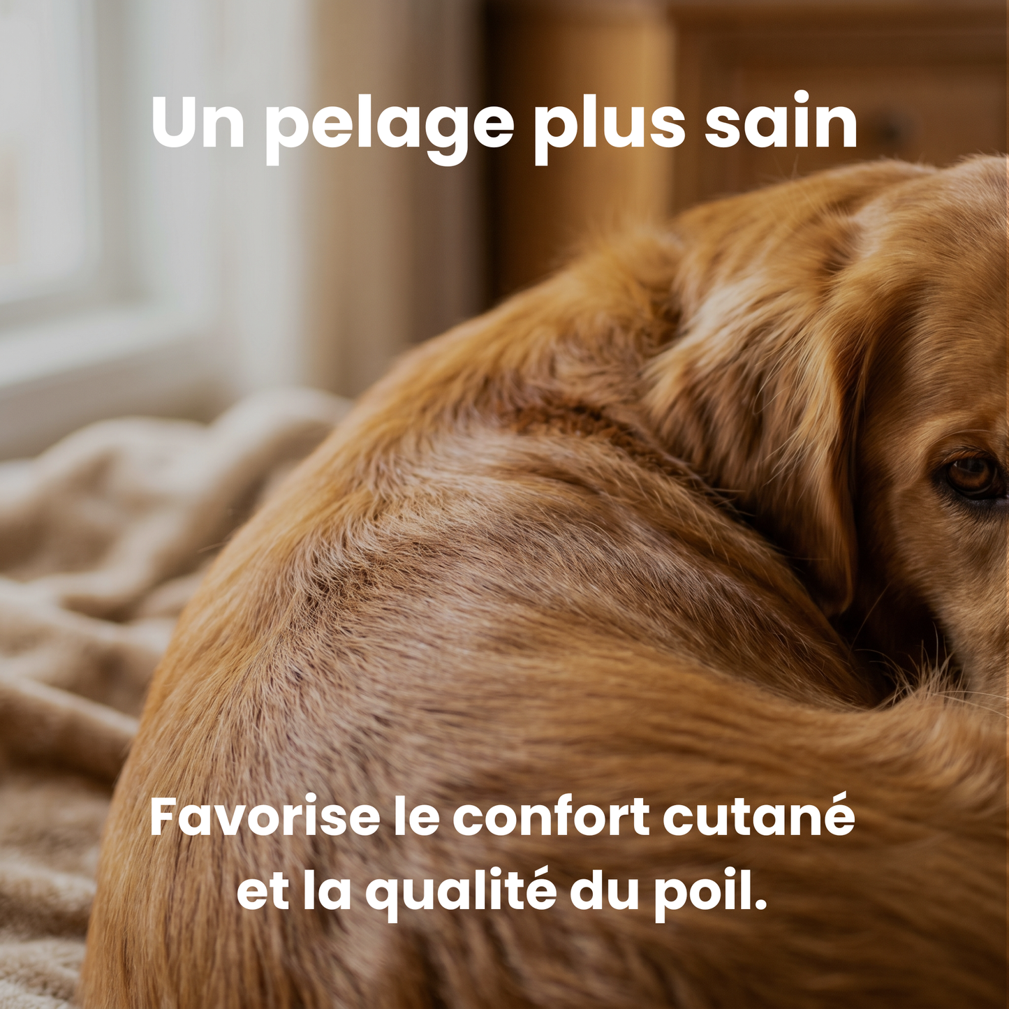 GoodPaw™ – Le complément quotidien pour la santé de votre chien